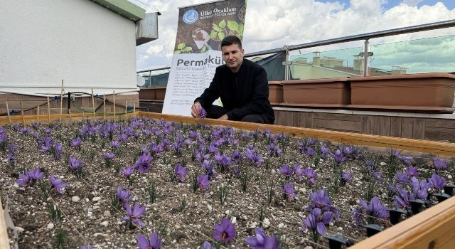Ülkü Ocakları Çatısında Safran Yetiştirdi