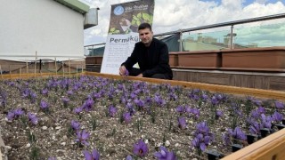 Ülkü Ocakları Çatısında Safran Yetiştirdi