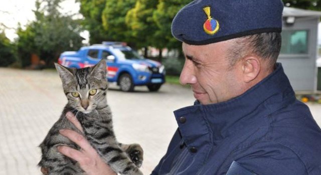 Kedi 'Gümüş'e Sahip Çıkan Jandarma, Ameliyatını da Yaptırdı