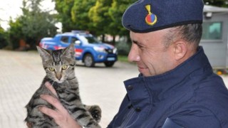 Kedi 'Gümüş'e Sahip Çıkan Jandarma, Ameliyatını da Yaptırdı